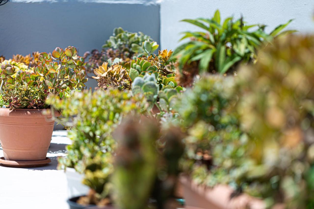 Cactopia Apartments- Hoya-Aeonium Rethymno  Ngoại thất bức ảnh