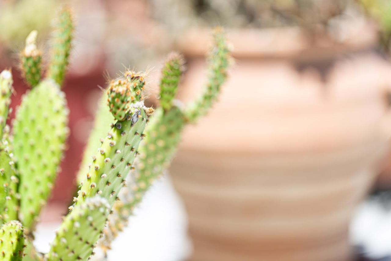 Cactopia Apartments- Hoya-Aeonium Rethymno  Ngoại thất bức ảnh