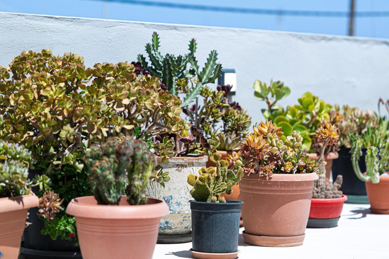 Cactopia Apartments- Hoya-Aeonium Rethymno  Ngoại thất bức ảnh